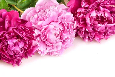 Искусственные цветы, 2 шт., искусственные пионы, шелковая Гортензия, букет  цветов, реалистичные гвоздики, ягоды, цветы, композиции | AliExpress