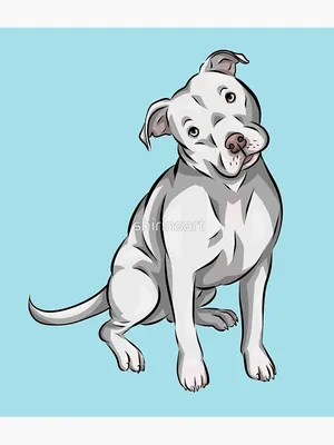 Питбуль Собака Животное - Бесплатное изображение на Pixabay - Pixabay