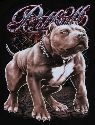 питбуль стоит на черном фоне, картинка собаки питбуля, собака, питбуль фон  картинки и Фото для бесплатной загрузки