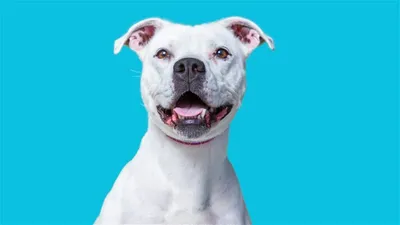 Cute White American Pitbull Terrier | Cartoon Dog\" Postcard for Sale by  shirinsart | Redbubble