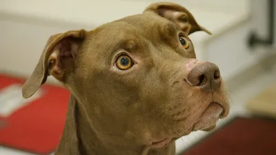 Pit bull - Wikipedia