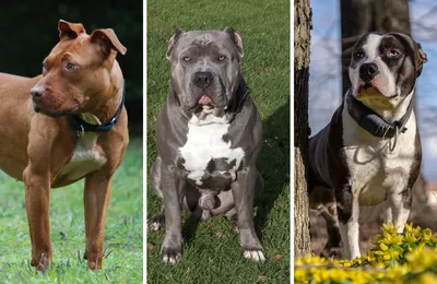29 Pitbull Mixed Breeds (With Pictures)