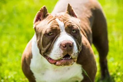 Pit Bull That Nearly Ripped Arm of Alleged Thief Sparks Debate