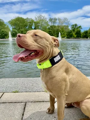 What is the best collar for a Pitbull? - Regal Dog