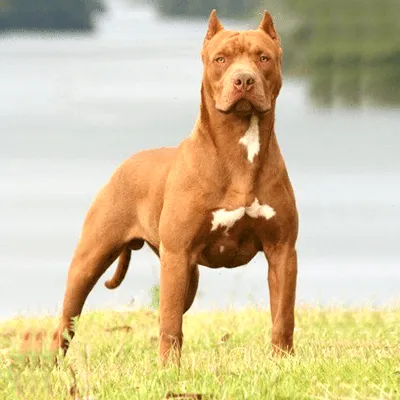 Learn About The American Pitbull Terrier Dog Breed From A Trusted  Veterinarian