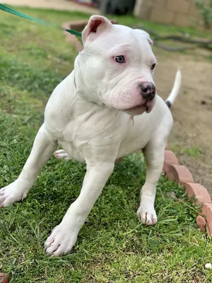 Adorable 3-Month-Old Pitbull Puppy