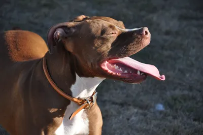 Pitbull Dog Breed Health, Training, Feeding, Puppies and Temperament -  PetGuide | PetGuide
