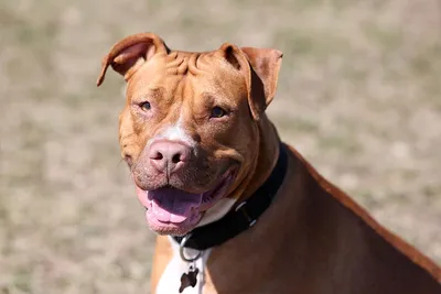 Brown pitbull puppy hi-res stock photography and images - Alamy