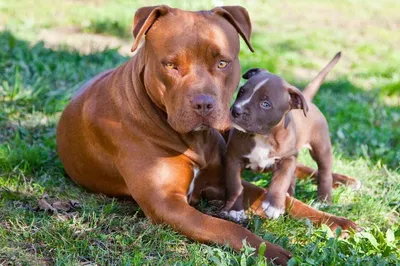 National Pit Bull Awareness Day — History and How To Celebrate