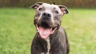 American Pit Bull Terrier Health and Care | PetMD