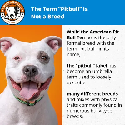 Discovering the White Pitbull: A Complete Guide