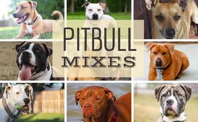 Pitbull Vs Bulldog - What's The Difference?