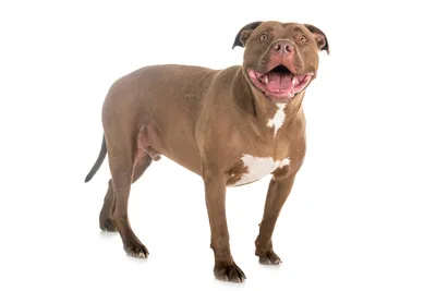 Learn How To Unleash Your Artistic Talent with a Realistic Pitbull Drawing