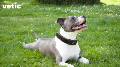 Pitbulls: Everything You Need to Know About the Pitbull Breed