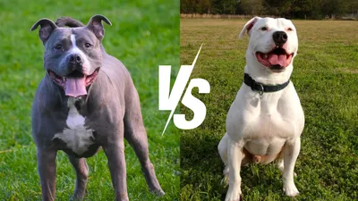 Exploring Various Types Of Pitbulls: Beyond The Stereotypes