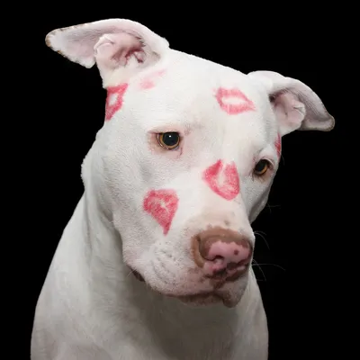 Grey Pitbull Stock Photos and Pictures - 4,381 Images | Shutterstock