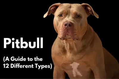 Pocket Pitbull Breed Guide: Everything You Need to Know - Wild Earth