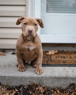 Complete Guide on How to Train a Pitbull Puppy - Bully Max