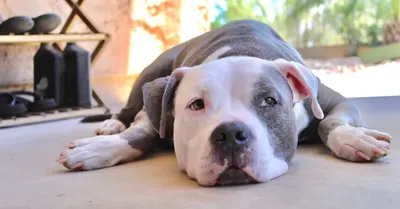 Discover the Rare and Beautiful 12 Pitbull Breeds You Need to Know! - Taglec