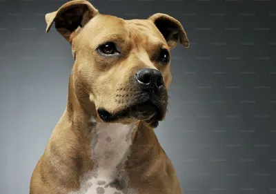 Pitbull Puppies - The Basics — Elite Veterinary Care