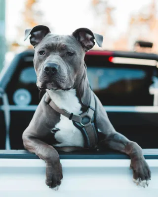 Pitbull Pictures Background, American Pitbull Breed, Pictures Of A Blue  Pitbull, Animal Background Image And Wallpaper for Free Download