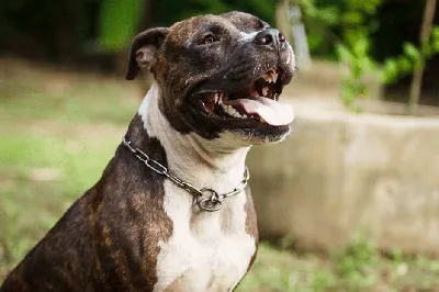 Cute pitbull with a chocolate ball on Craiyon