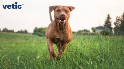 Average Pitbull Weight, Height and Size - Bully Max