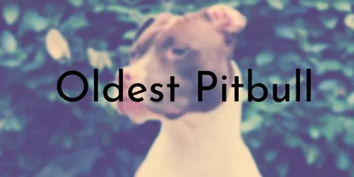 The Brindle Pitbull - Top Facts And Characteristics - Animal Corner