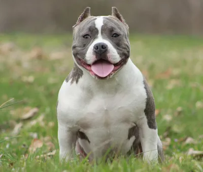 8 Oldest Known Pitbulls in the World - Oldest.org