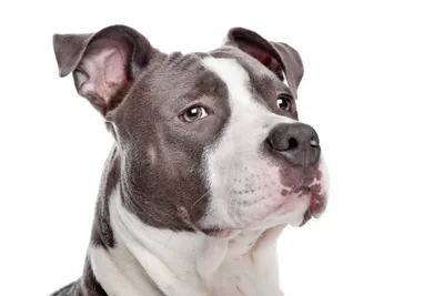 Blue Fawn Pitbull: Characteristics, Temperament, and Care - PawSafe