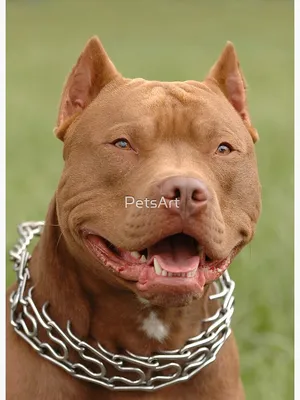 Pitbull Dog Breed Health, Training, Feeding, Puppies and Temperament -  PetGuide | PetGuide