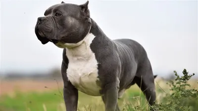 Have You Ever Seen a Pitbull with Long Hair? They Exist!