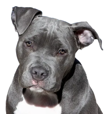 Pitbull red nose dog\" Art Board Print for Sale by PetsArt | Redbubble