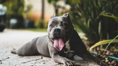 The Razor Edge Pitbull: The American Bully That May Be Perfect For you -  PawSafe