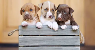 Red Nose Pitbull: 5 Facts To Know Before Buying -