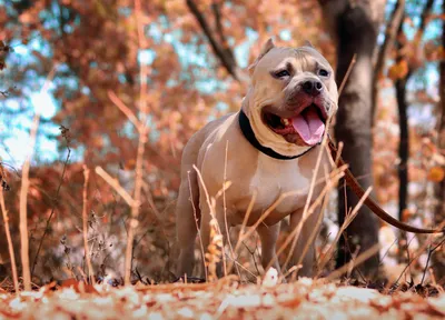 Are Pitbull Puppies Naturally Aggressive? All About APBT