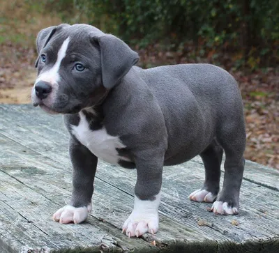 Pitbull Puppy: 27 Things to Know About Owning a Pitbull - Bully Max