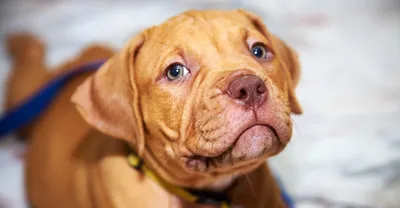 American Pit Bull Terrier Stock Photo - Download Image Now - Pit Bull  Terrier, Dog, French Mastiff - iStock
