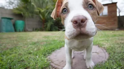 Pit Bull Puppies: Everything You Need to Know | The Dog People by Rover.com