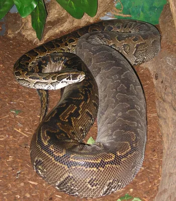 Сетчатый питон: Именно он, а не анаконда, — крупнейшая змея планеты. Какие  стадии проходит этот монстр по мере роста? | Книга животных | Дзен
