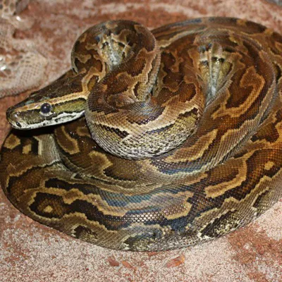 Сетчатый питон - один из самых крупных видов змей, конкурирующий с  анакондой за право называться самой большой змеёй на планете. | ANIMAL  HABITAT | Дзен