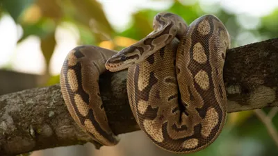 Питон (змея) – описание, фото, виды, где обитает, чем питается
