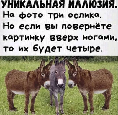 Иван Талачев on X: \"Твой сын пиздобол и не шарит за лор. Мандалорцы —  жертвы геноцида Империи, Великой Чистки Мандалора. https://t.co/wudArDq8ab\"  / X