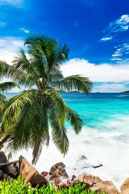 Фотообои Тропический пляж купить на стену • Эко Обои