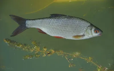 Разновидности плотвы. Плотва где искать эту рыбу в глухозимье. | Рыбалка 63  | Дзен