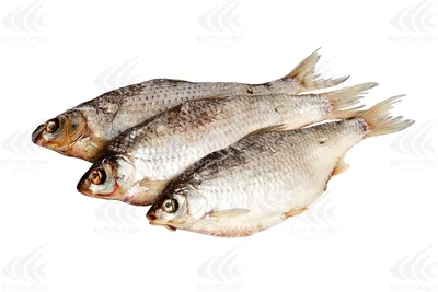 Плотва вяленая купить по выгодным ценам в Киеве, заказать Рыба вяленая и  сушеная онлайн в интернет магазине морепродуктов ribka.ua