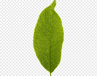 Лист стебель растения, лист, фон, погода, прозрачный Фон png | PNGWing