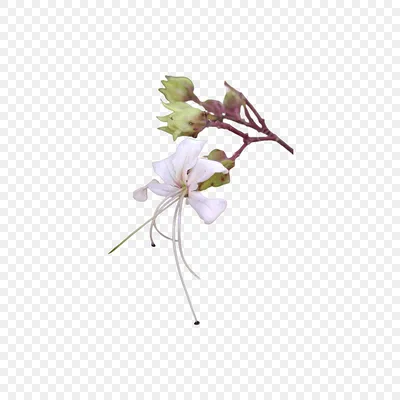 бутон PNG , белый цветок Png с прозрачным фоном, цветок, бутон PNG белого  цветка PNG картинки и пнг PSD рисунок для бесплатной загрузки