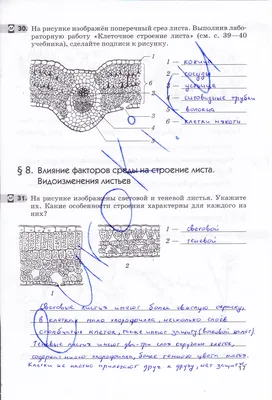 Биология. 6 класс. Опорные конспекты, схемы и таблицы Николай Лисов :  купить в Минске в интернет-магазине — OZ.by