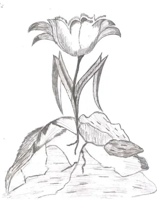 Неизвестный цветок рисунок сложный (67 фото) » Рисунки для срисовки и не  только
